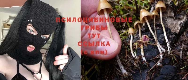 Псилоцибиновые грибы MAGIC MUSHROOMS  Сольцы 